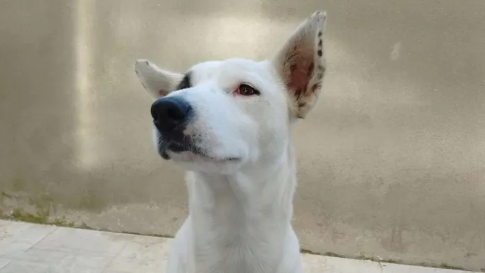 Cachorro ra a Sem raça definida  idade 2 anos nome Sasha