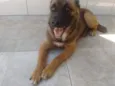 Cacau 