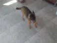 Cacau 