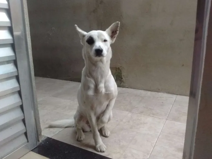 Cachorro ra a Sem raça definida  idade 2 anos nome Sasha