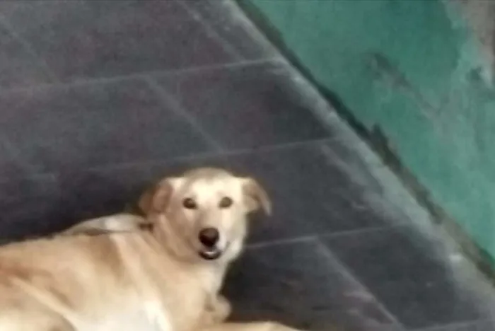 Cachorro ra a - idade 4 anos nome Zeus
