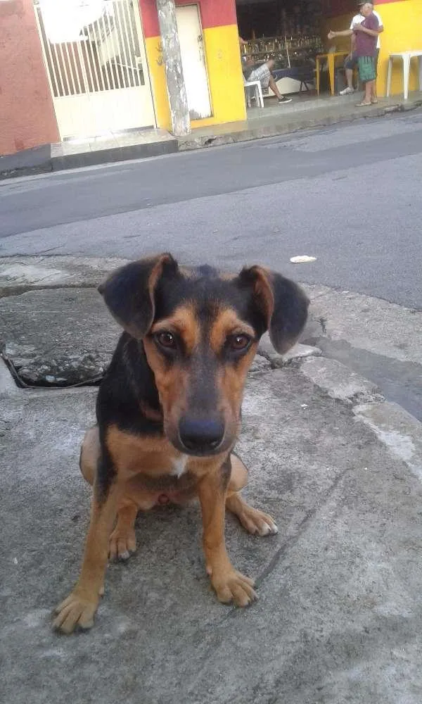 Cachorro ra a viralata idade 1 ano nome Jhuly