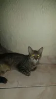 Zeus e Zangado