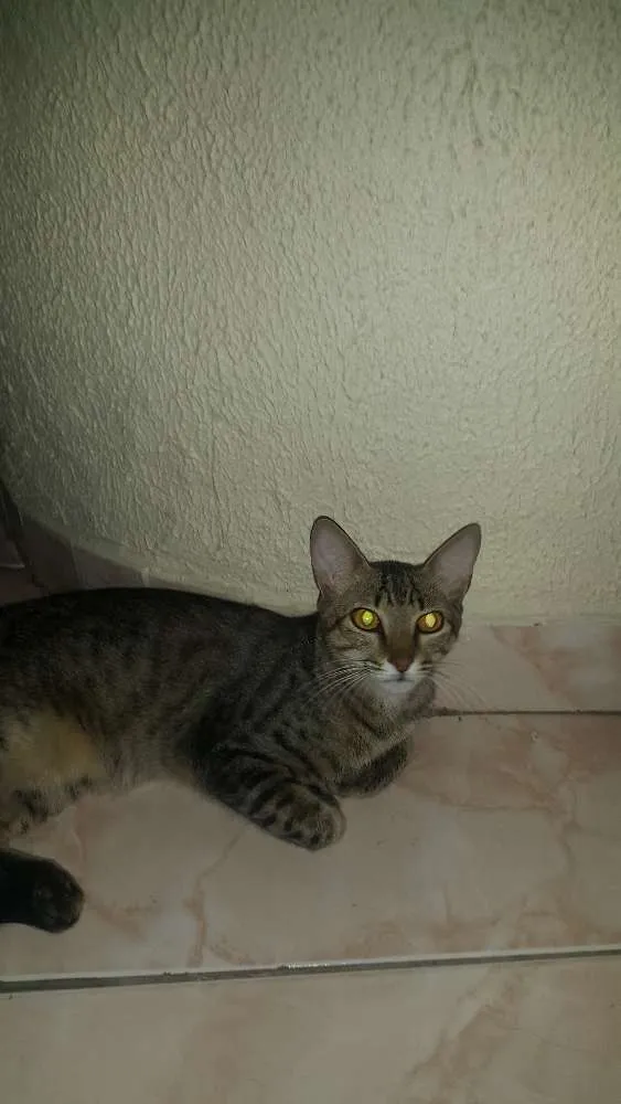Gato ra a  idade 7 a 11 meses nome Zeus e Zangado