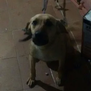 Cachorro raça Labrador idade 7 a 11 meses nome Jade