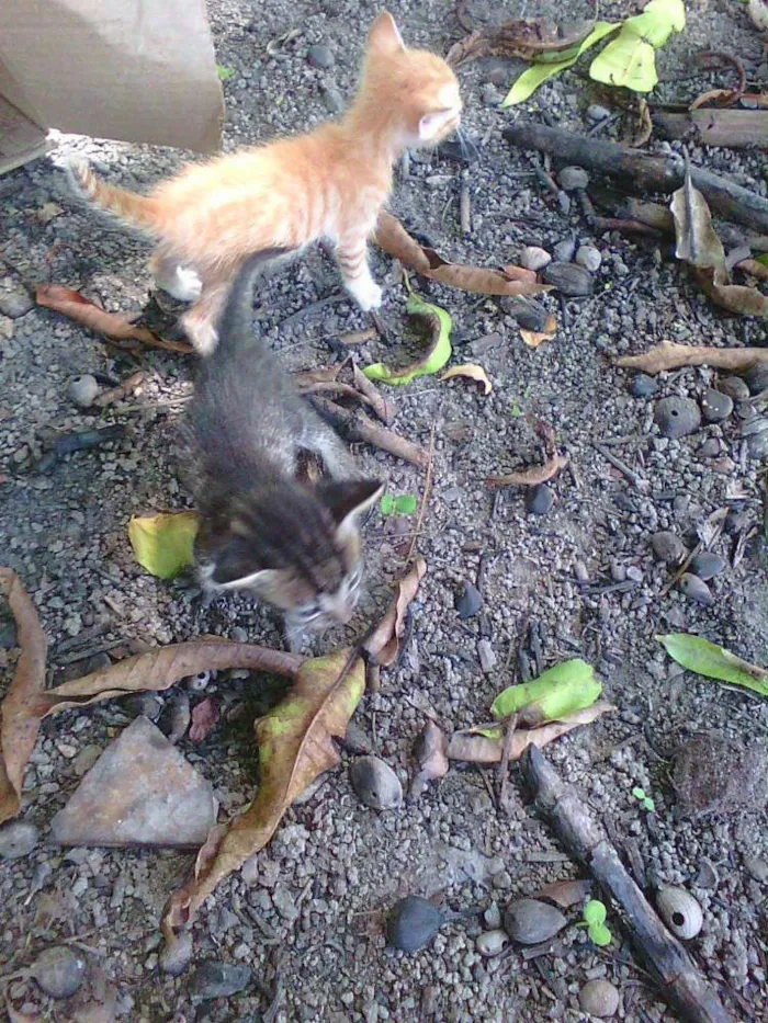 Gato raça viralata idade Abaixo de 2 meses nome mel,bel