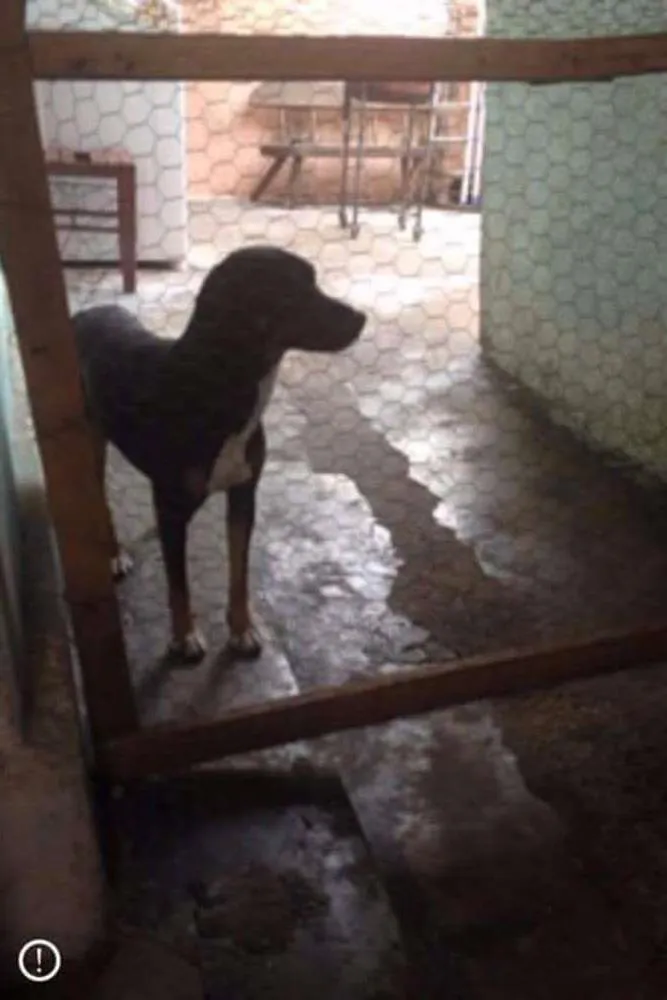 Cachorro ra a Fox paulistinha com vira lata idade 6 ou mais anos nome Homer