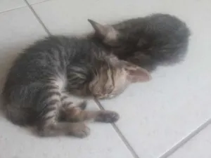 Gato raça Vira lata idade Abaixo de 2 meses nome Gatinhos