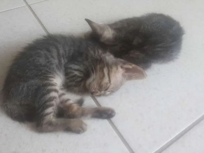Gato ra a Vira lata idade Abaixo de 2 meses nome Gatinhos