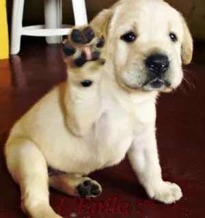 Cachorro raça Labrador com pe duro idade 2 a 6 meses nome Lili