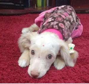 Cachorro raça poodle misturada c srd idade 2 a 6 meses nome Mabel
