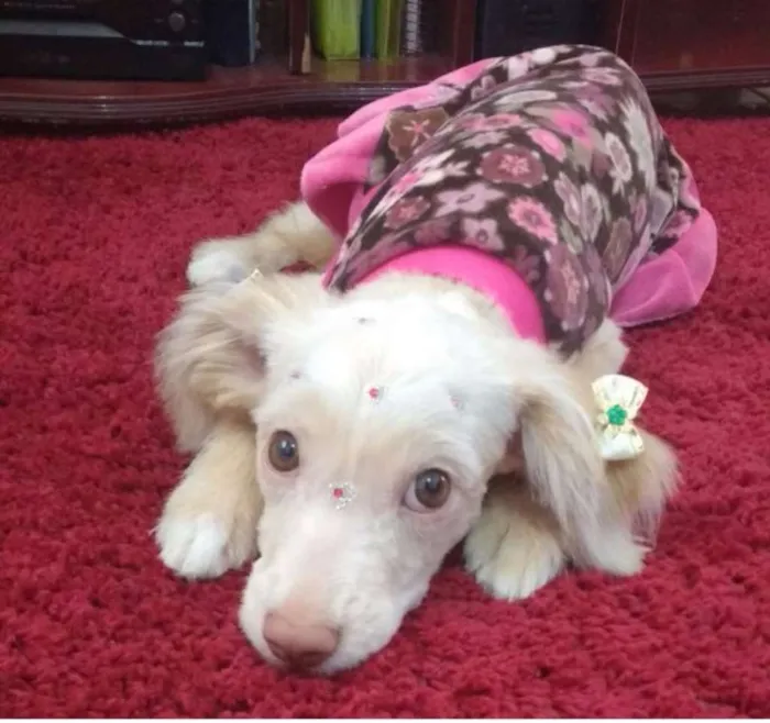 Cachorro ra a poodle misturada c srd idade 2 a 6 meses nome Mabel