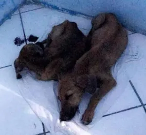 Cachorro raça vira -lata idade 2 a 6 meses nome Maria e Valentina