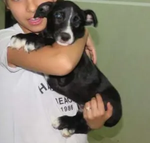 Cachorro raça SRD idade 2 a 6 meses nome sem nome