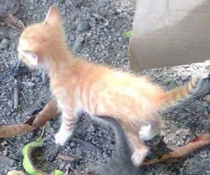 Gato raça viralata idade Abaixo de 2 meses nome mel,bel