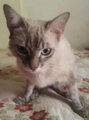 Gato raça  idade 7 a 11 meses nome Zeus e Zangado