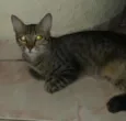 Zeus e Zangado