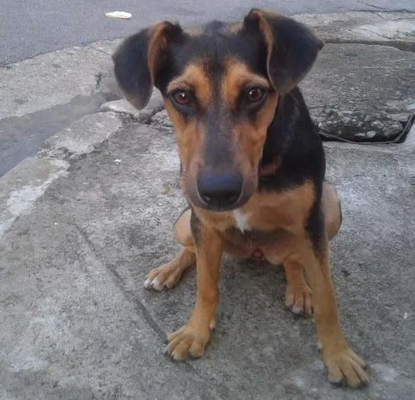 Cachorro ra a viralata idade 1 ano nome Jhuly