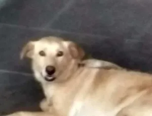 Cachorro raça - idade 4 anos nome Zeus