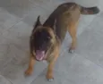 Cacau 