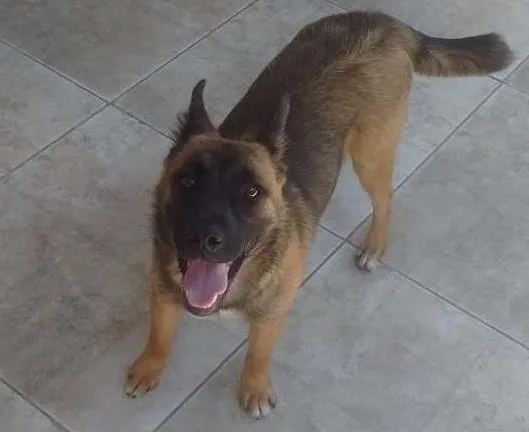 Cachorro ra a Sem raça definida idade 1 ano nome Cacau 