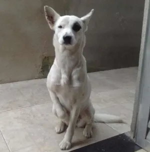 Cachorro raça Sem raça definida  idade 2 anos nome Sasha