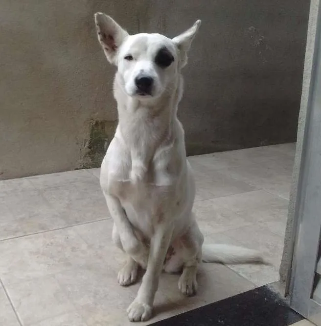 Cachorro ra a Sem raça definida  idade 2 anos nome Sasha
