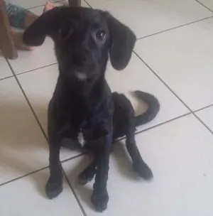 Cachorro raça SRD idade 2 a 6 meses nome Masha