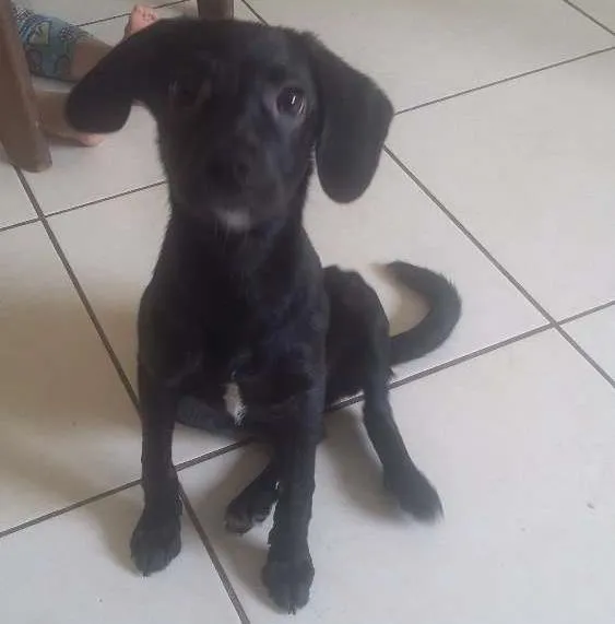 Cachorro ra a SRD idade 2 a 6 meses nome Masha