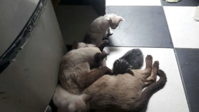 Gato ra a tipo ciames idade Abaixo de 2 meses nome sem nome