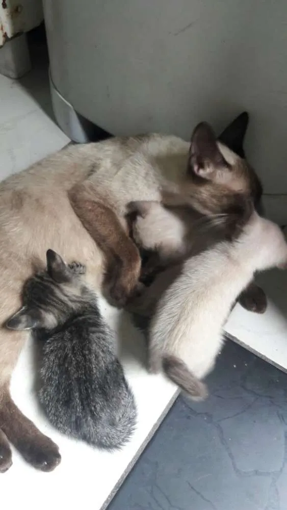 Gato ra a tipo ciames idade Abaixo de 2 meses nome sem nome