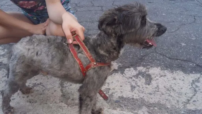 Cachorro ra a Poodle  idade 2 anos nome Não  sei 