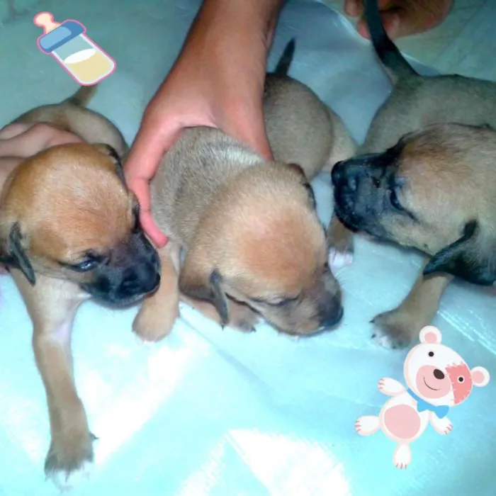 Cachorro ra a indefinida idade Abaixo de 2 meses nome filhotes 