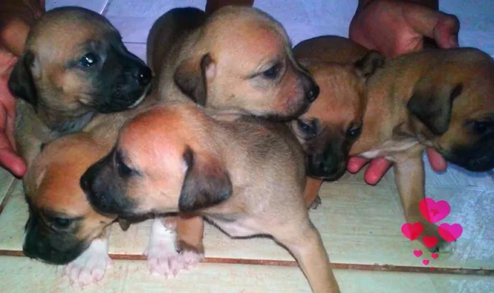 Cachorro ra a indefinida idade Abaixo de 2 meses nome filhotes 