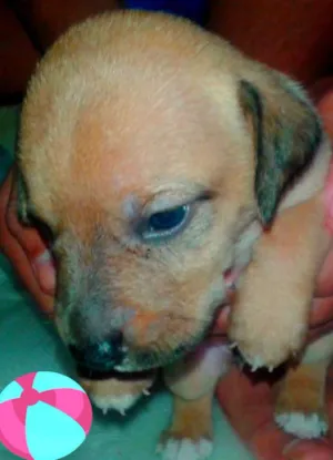 Cachorro raça indefinida idade Abaixo de 2 meses nome filhotes 