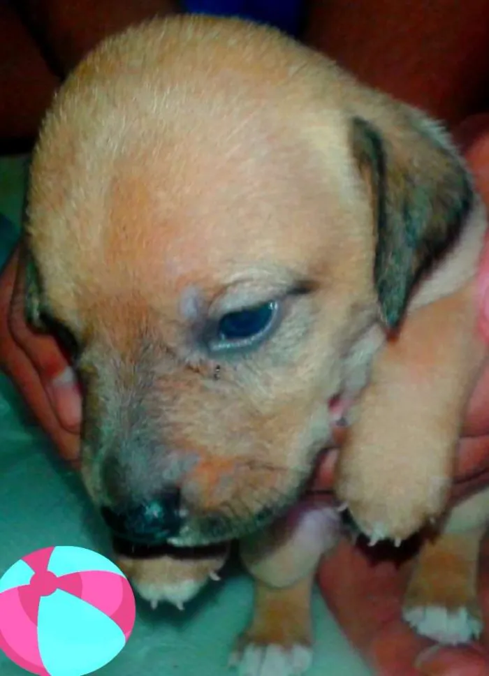Cachorro ra a indefinida idade Abaixo de 2 meses nome filhotes 