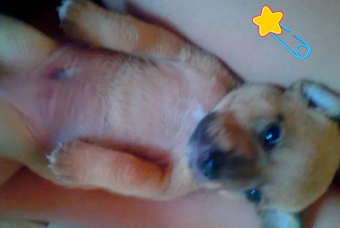 Cachorro ra a indefinida idade Abaixo de 2 meses nome filhotes 