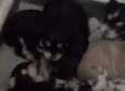 Mel..bela...Chico...