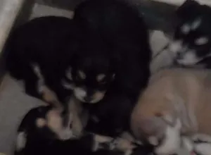 Cachorro raça Indefinido idade Abaixo de 2 meses nome Mel..bela...Chico...