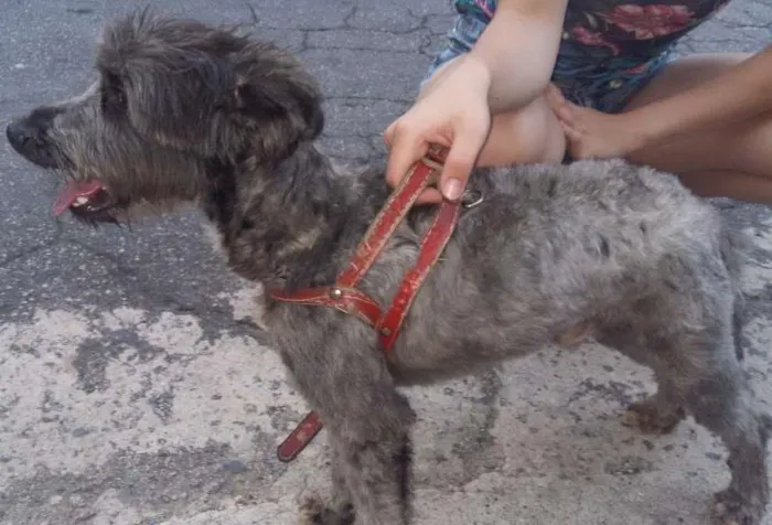 Cachorro ra a Poodle  idade 2 anos nome Não  sei 