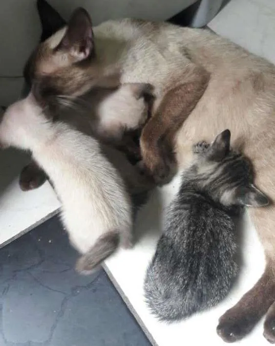 Gato ra a tipo ciames idade Abaixo de 2 meses nome sem nome