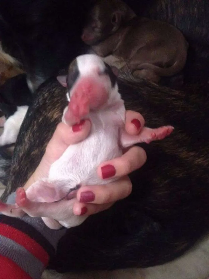 Cachorro raça  idade Abaixo de 2 meses nome Sem nomes