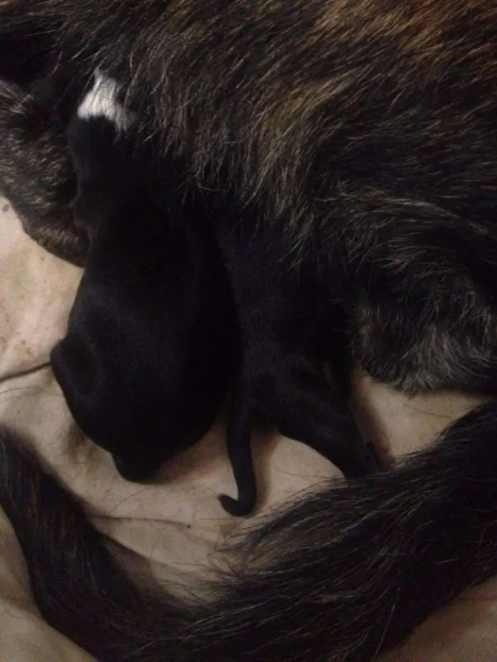 Cachorro raça  idade Abaixo de 2 meses nome Sem nomes
