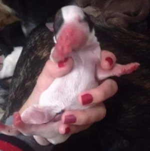 Cachorro raça  idade Abaixo de 2 meses nome Sem nomes