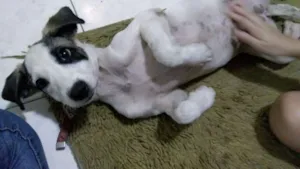 Cachorro raça Vira lata idade 2 a 6 meses nome Branca