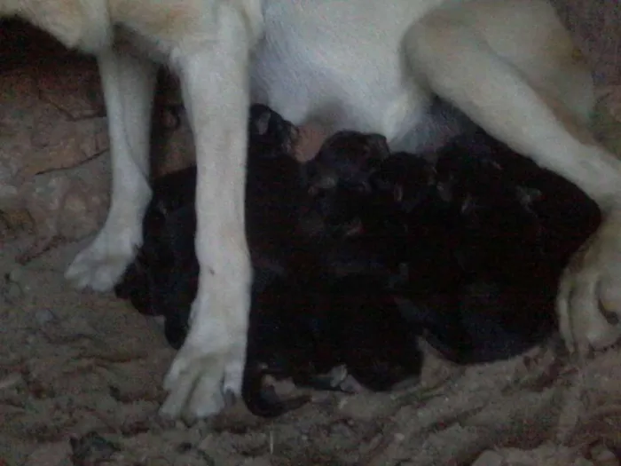 Cachorro ra a mista labrador idade Abaixo de 2 meses nome pretinhos