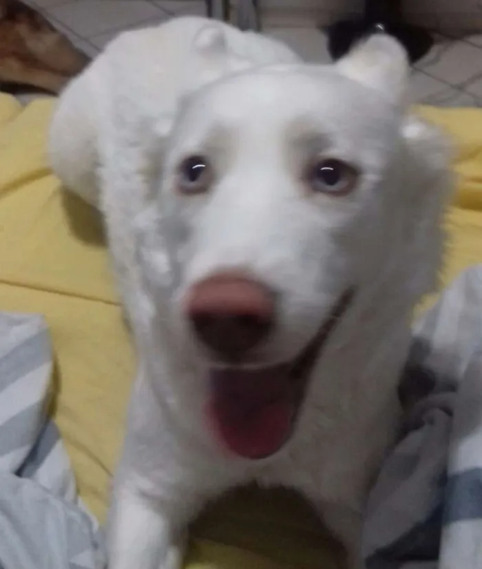 Cachorro ra a Husky Siberiano idade 3 anos nome Luna