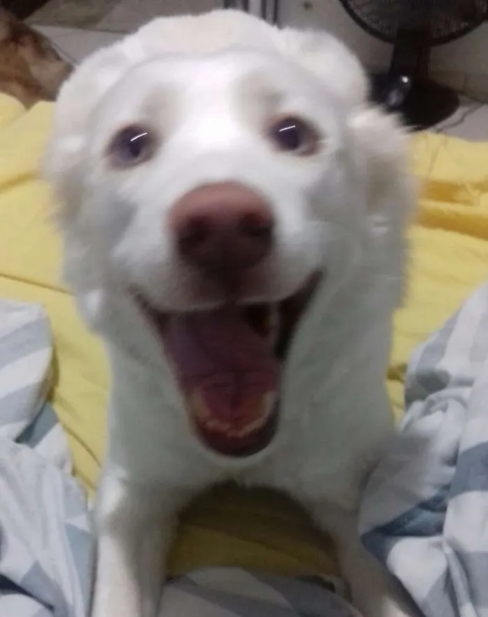 Cachorro ra a Husky Siberiano idade 3 anos nome Luna