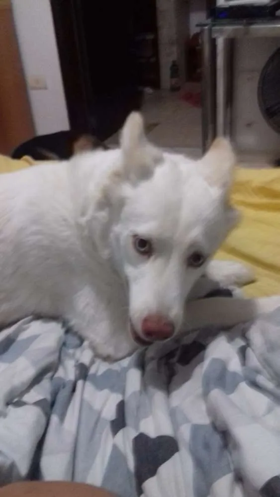 Cachorro ra a Husky Siberiano idade 3 anos nome Luna