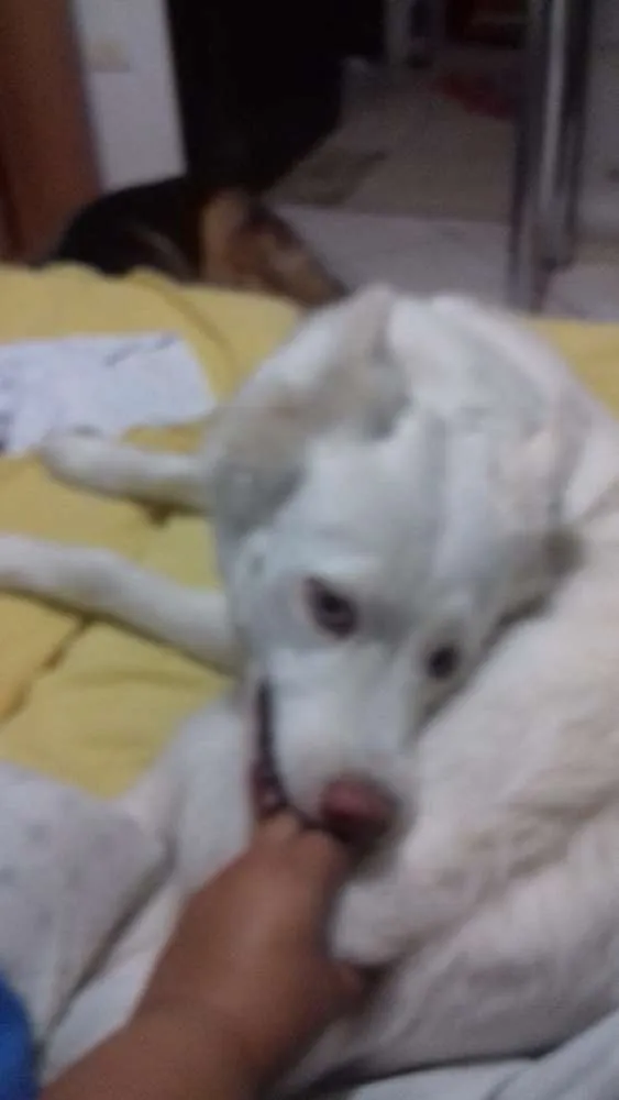 Cachorro ra a Husky Siberiano idade 3 anos nome Luna
